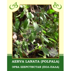 Aerva Lanata (Polpala) Aerva Lanata (Polpala)